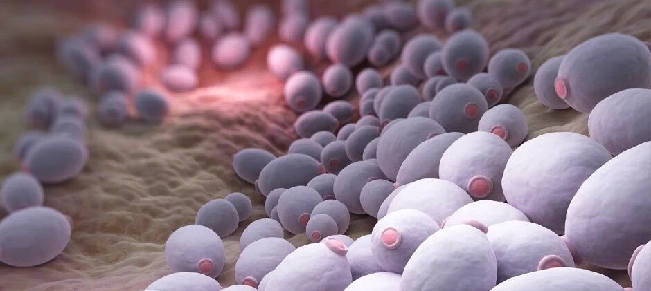 La Vagina y su microbiota